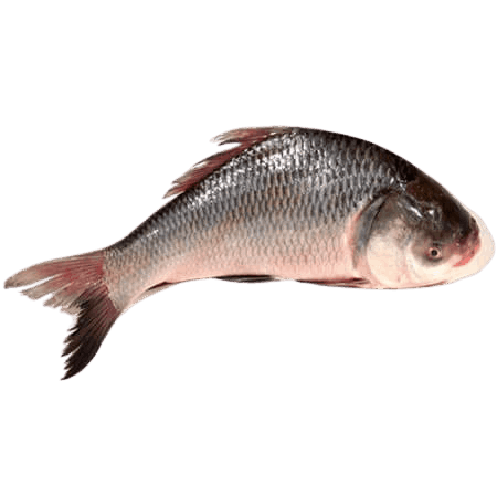 Rohu Fish
