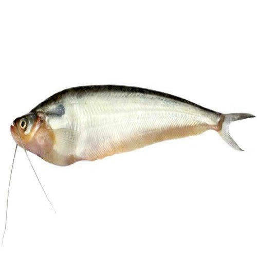 Pabda Fish