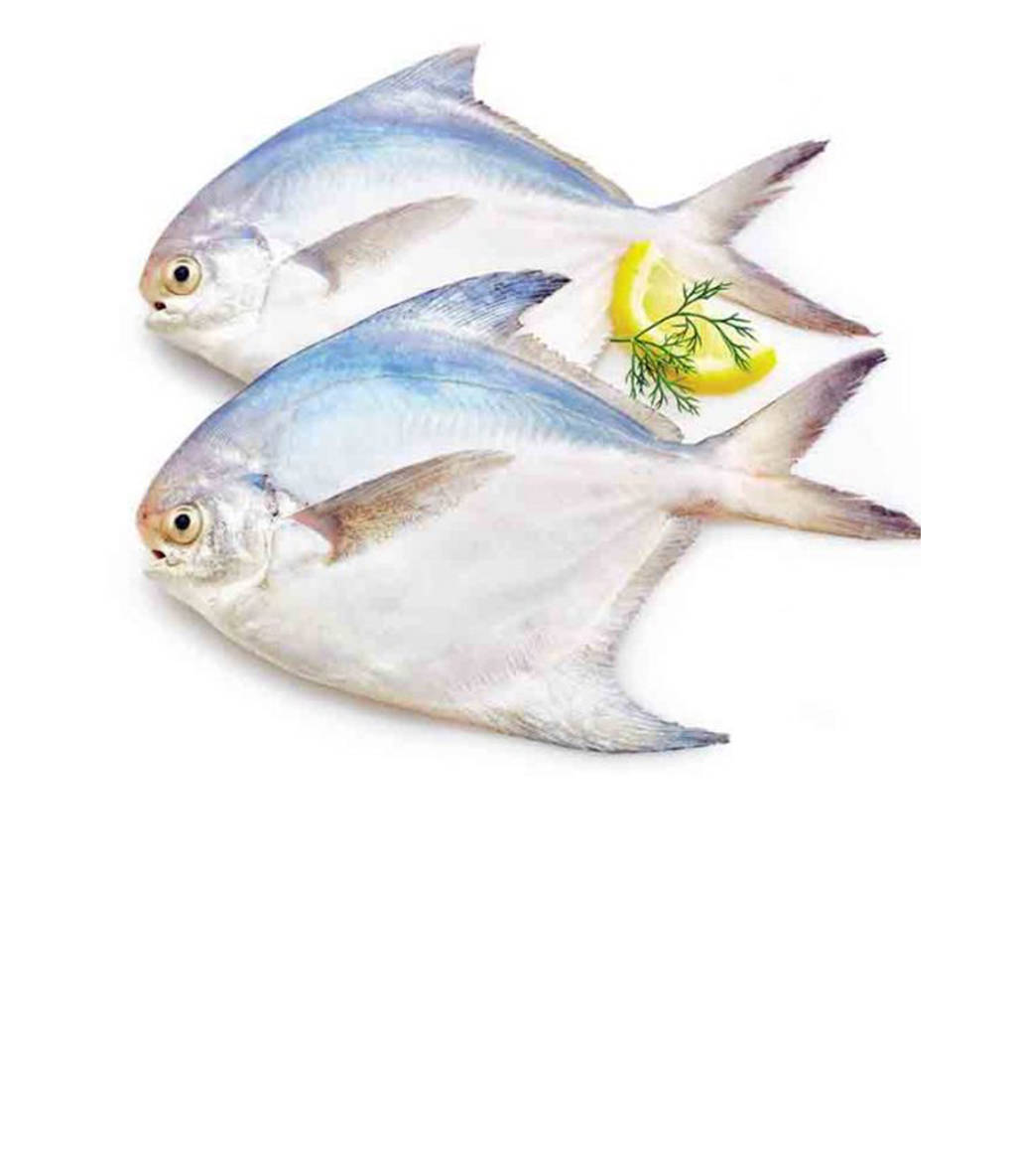 Silver Pomfret